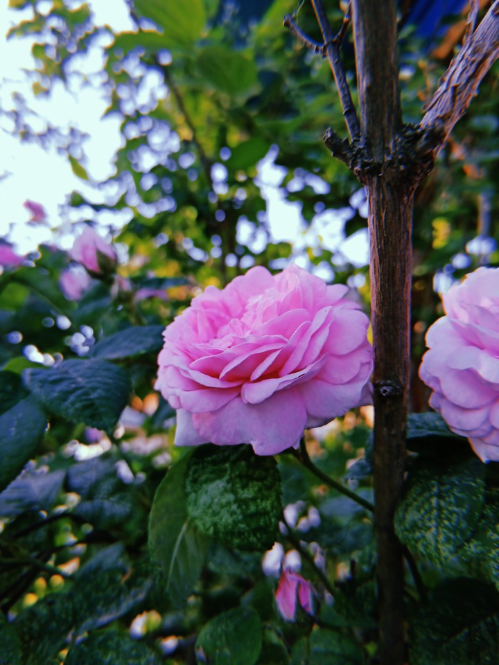 Rose