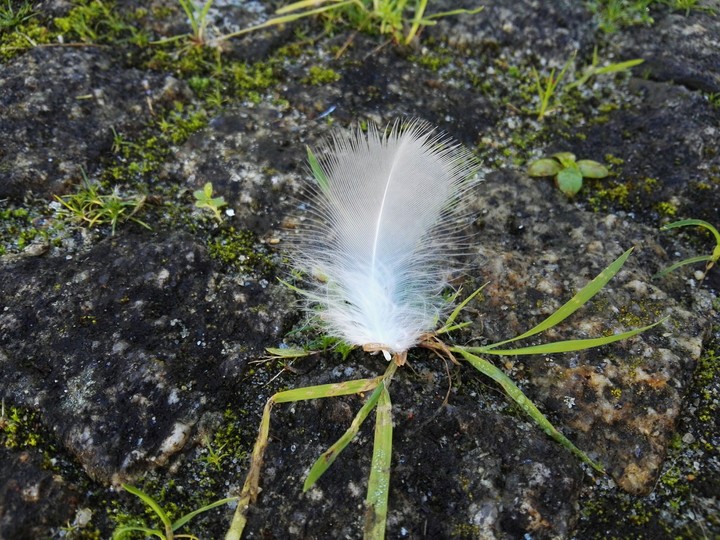 feather