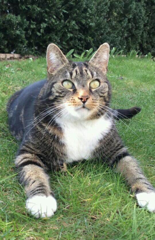 Katze im Gras...