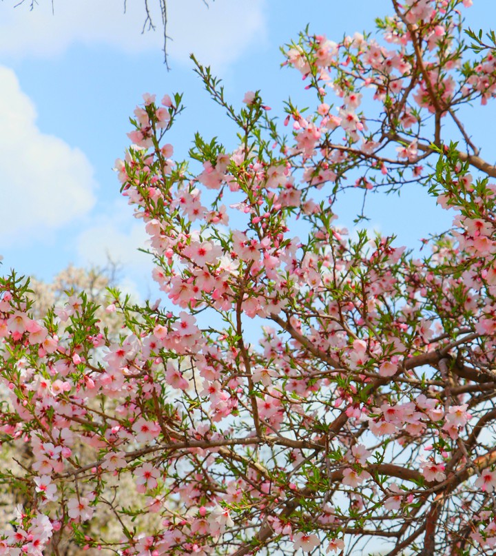 Blossom