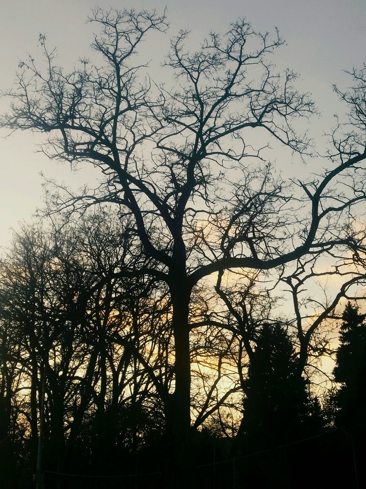 Tree in the sunset