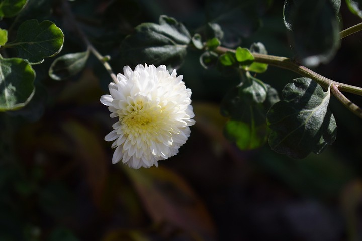 autumn's flower