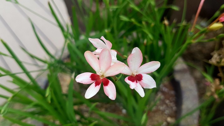 freesia laxa