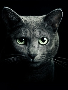 Котик