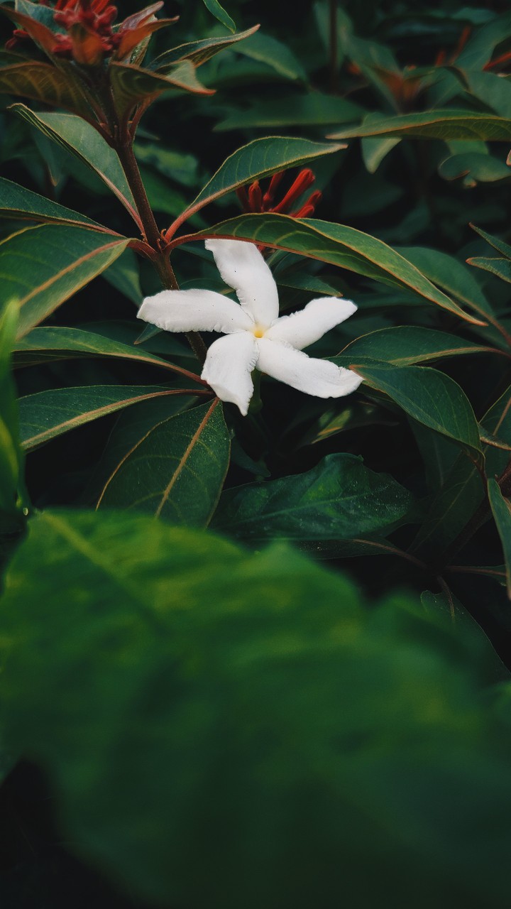 White flower