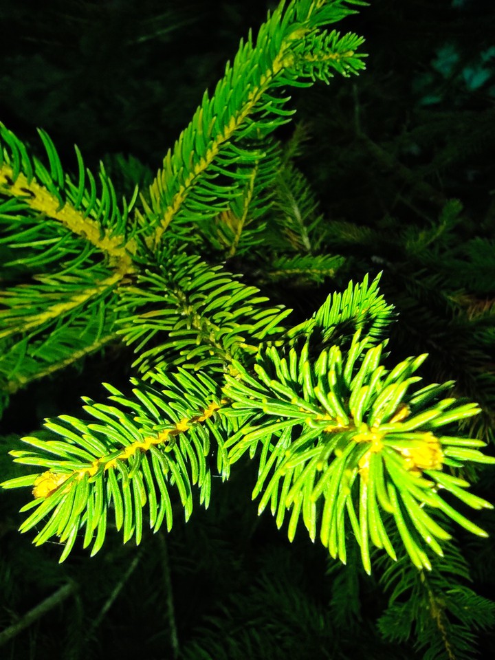Christmas tree