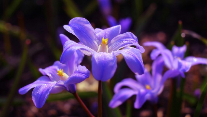Spring