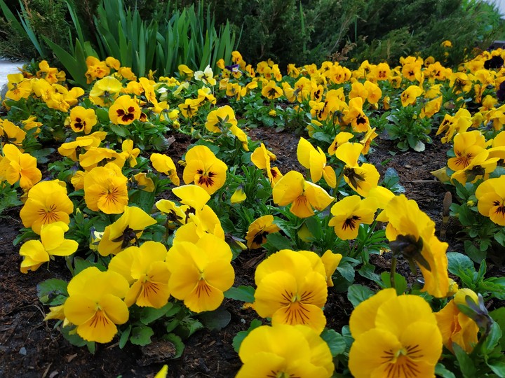 Flower 2019