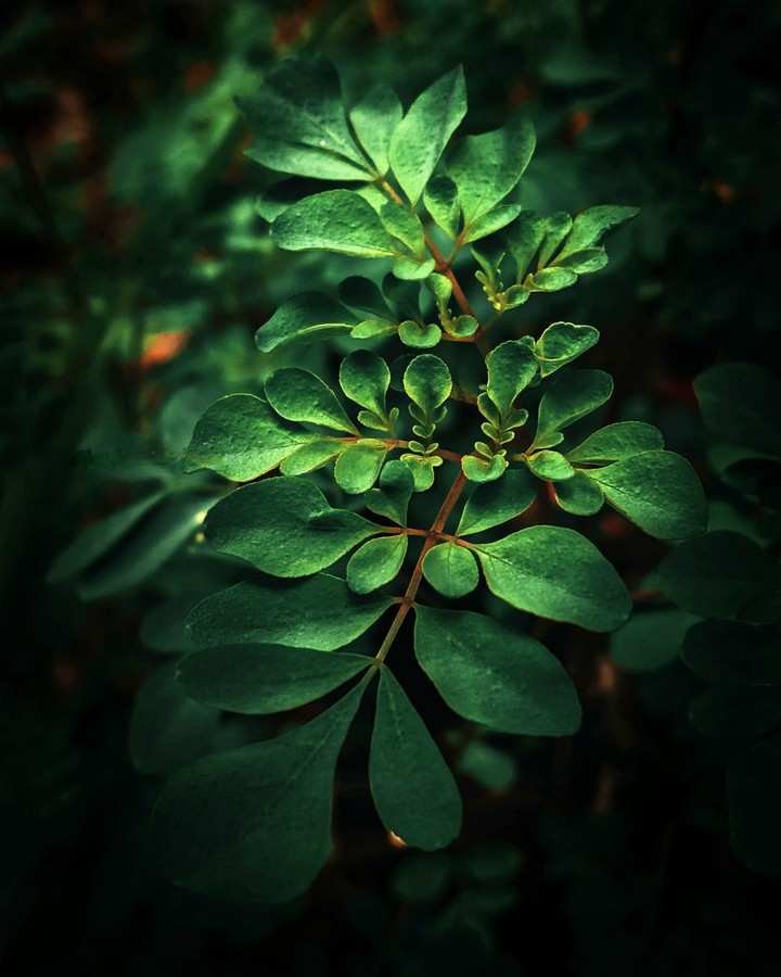 plant