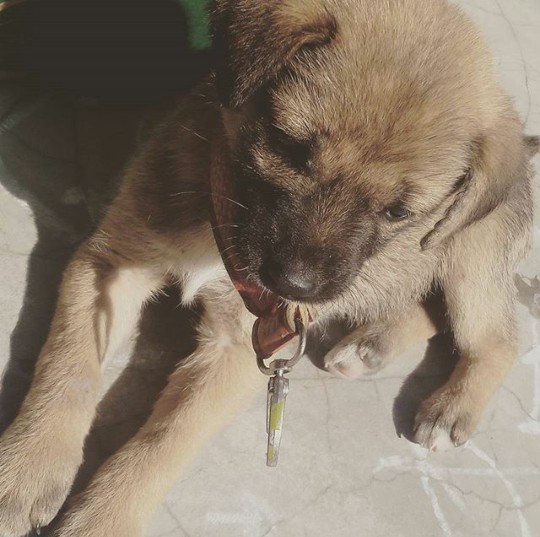 My cute pet