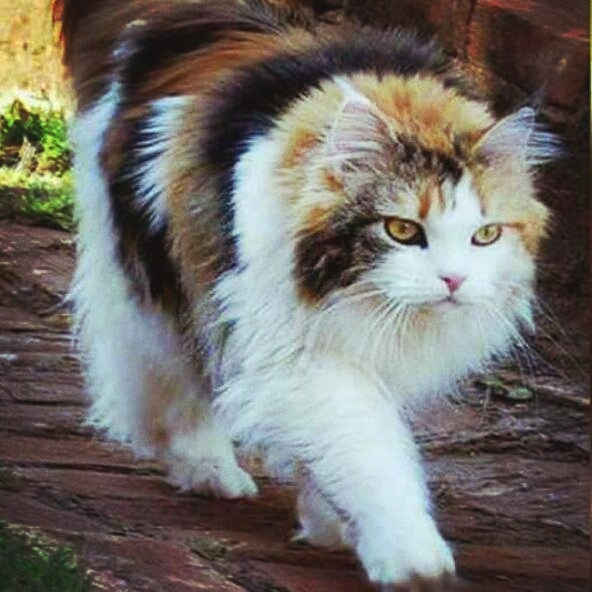 Fluffy Cat