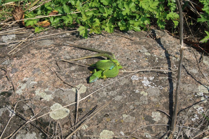 Lizards