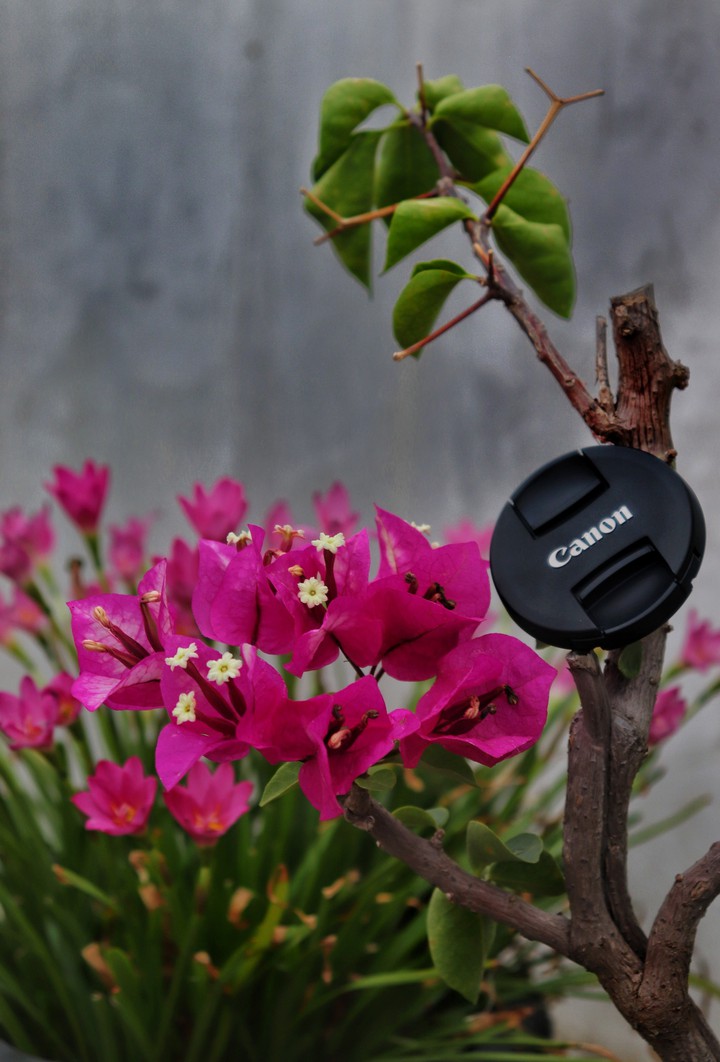 flower
