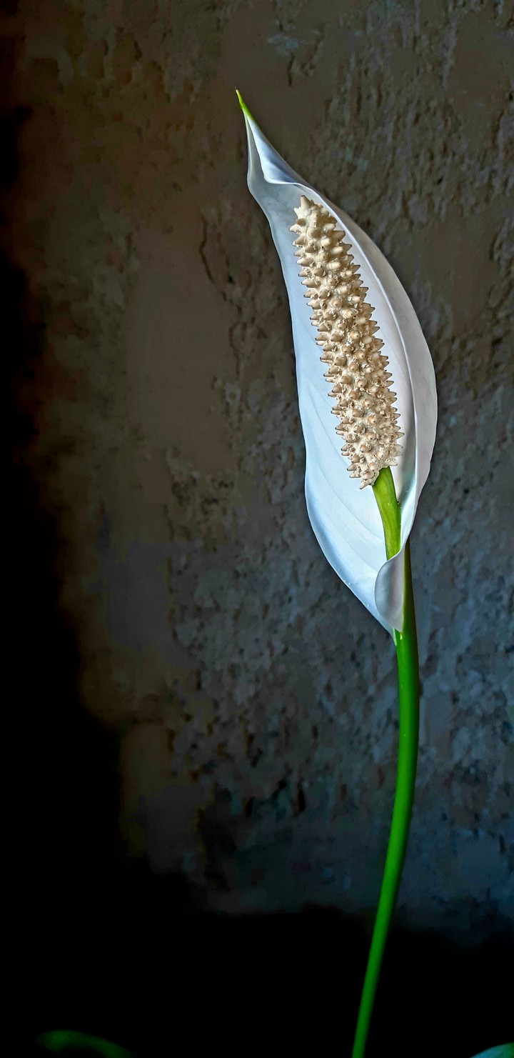 white flower