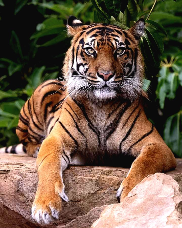 Royal