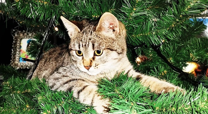 cat