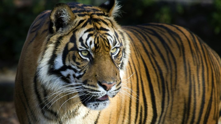 Bengal Tiger (Ultra HD 8K)