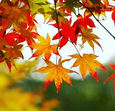 #leaf #image