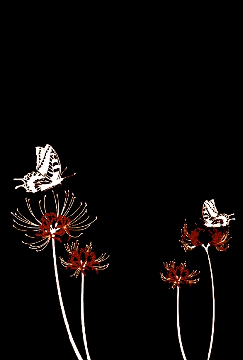 Lycoris radiata 4