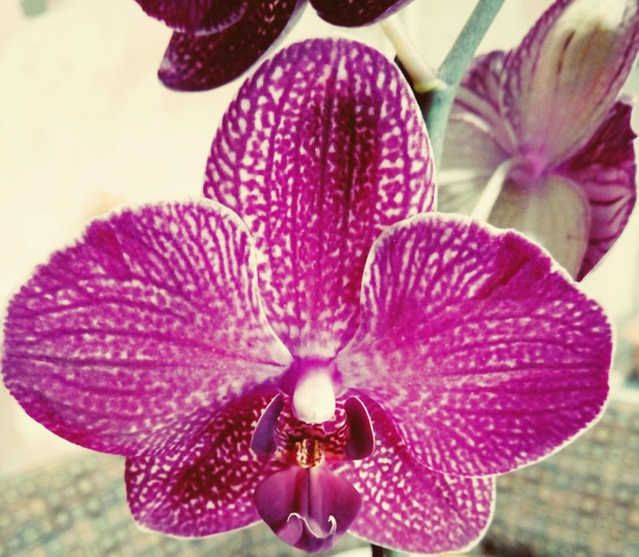 Orchid