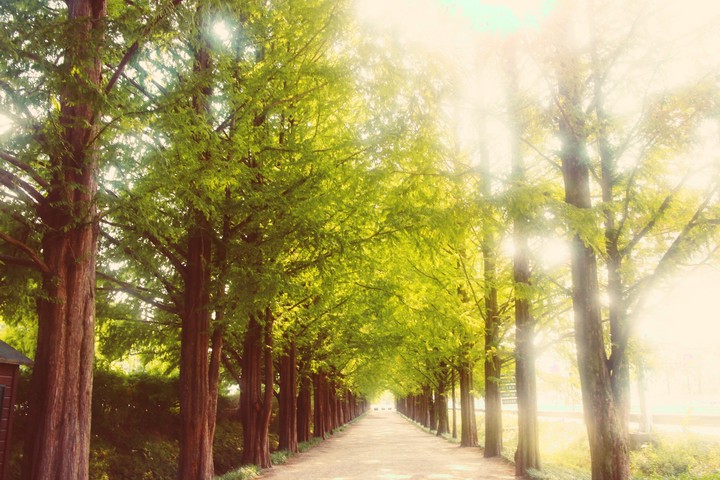 TREE ROAD