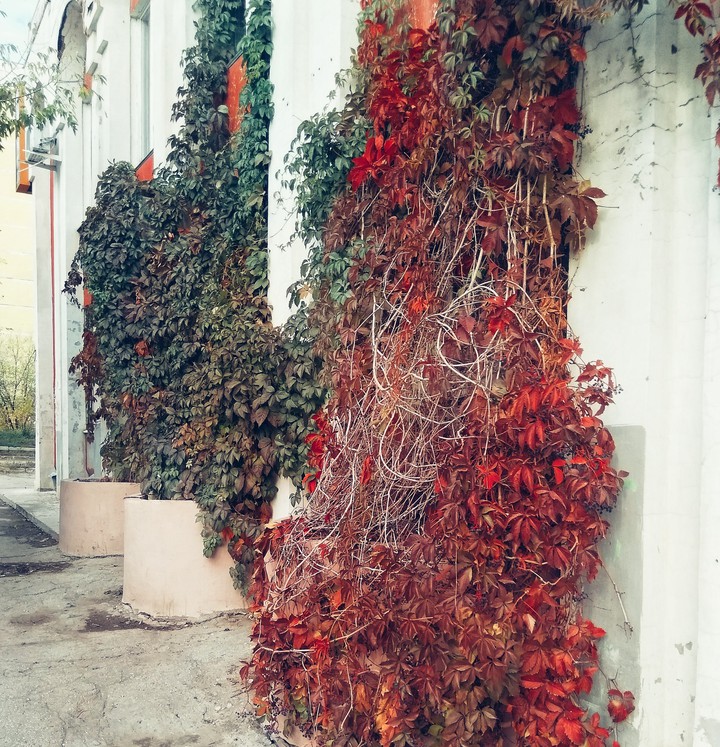 autumn