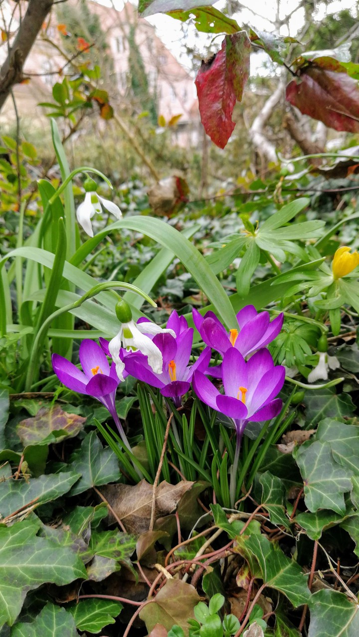 natur, mein Garten