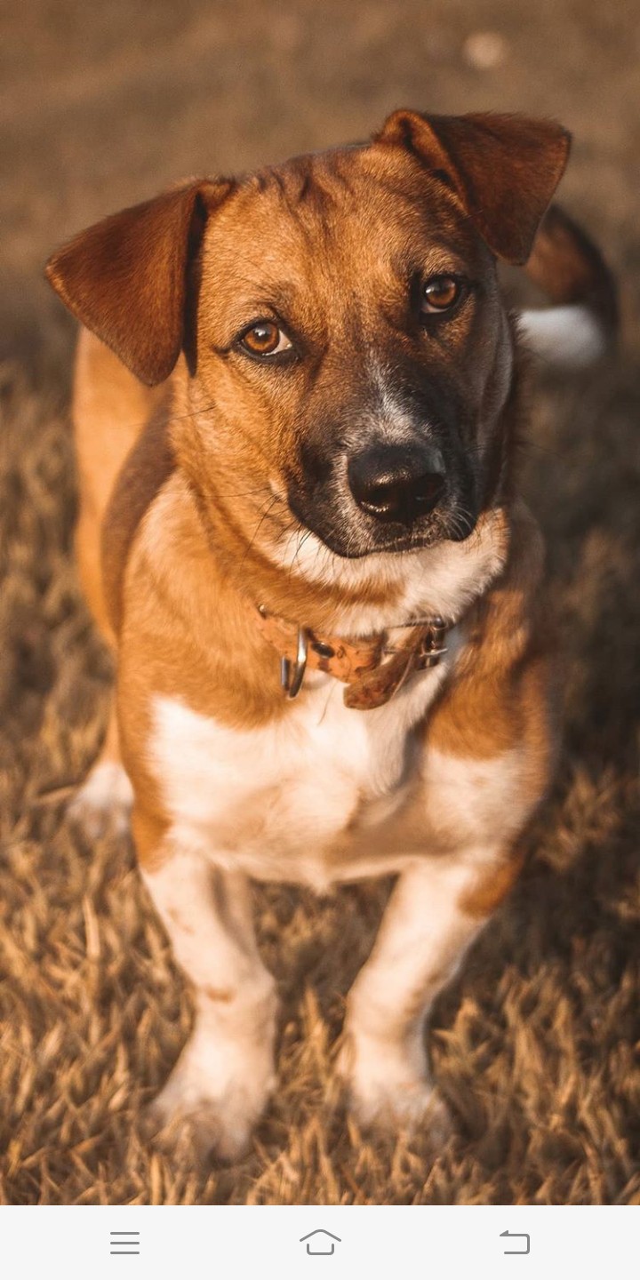 dog