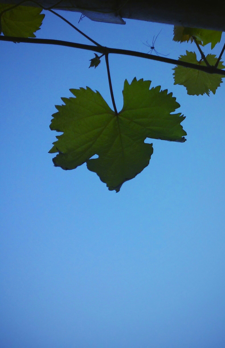 Big leaf, small spider