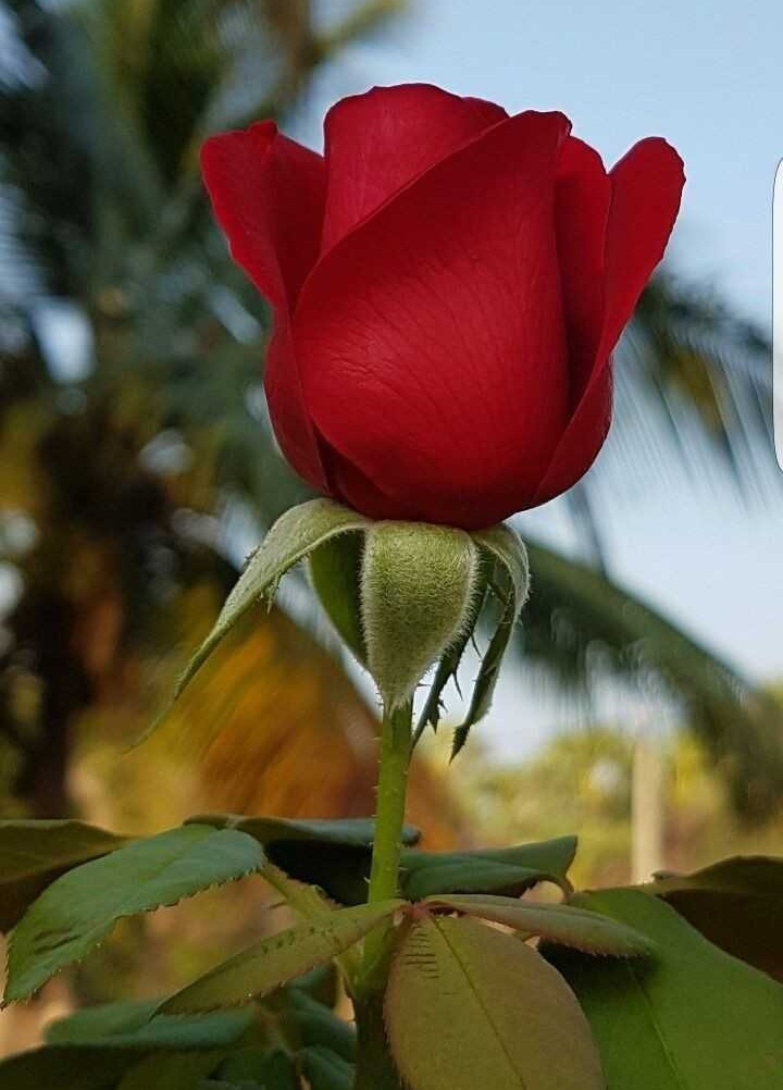 4 u my sweetheart