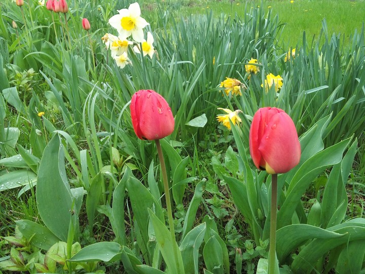 mom's tulips