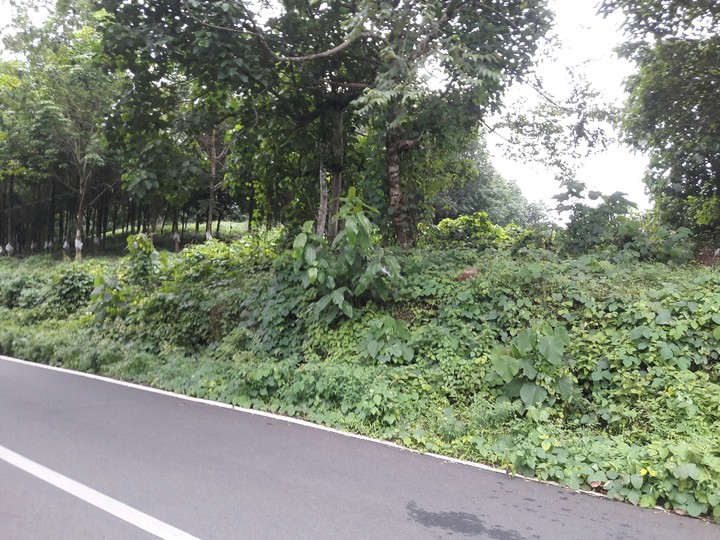 lovely plants and road