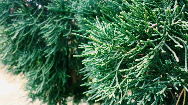 evergreen