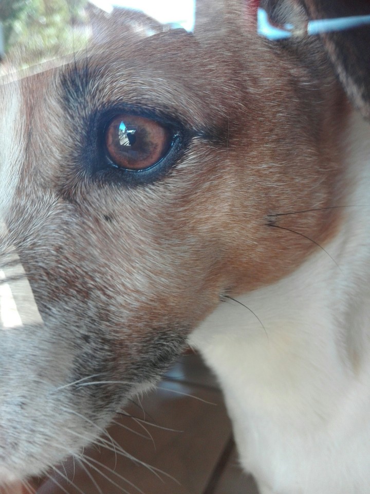 Curious dog