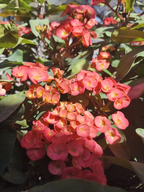red, flower wallpapers