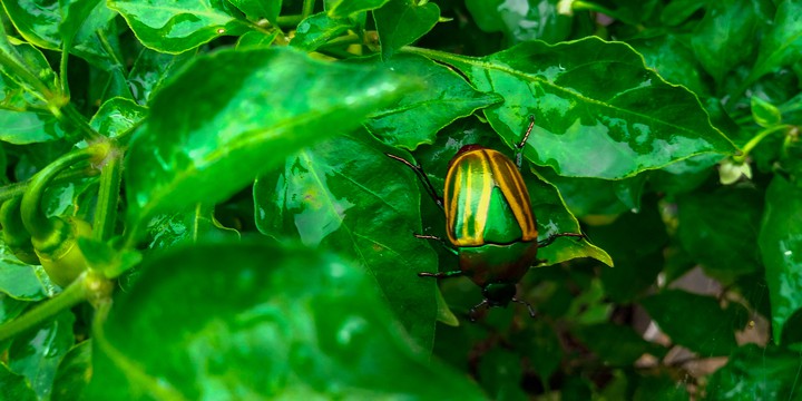 Beetle