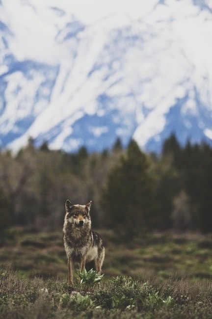 wolf