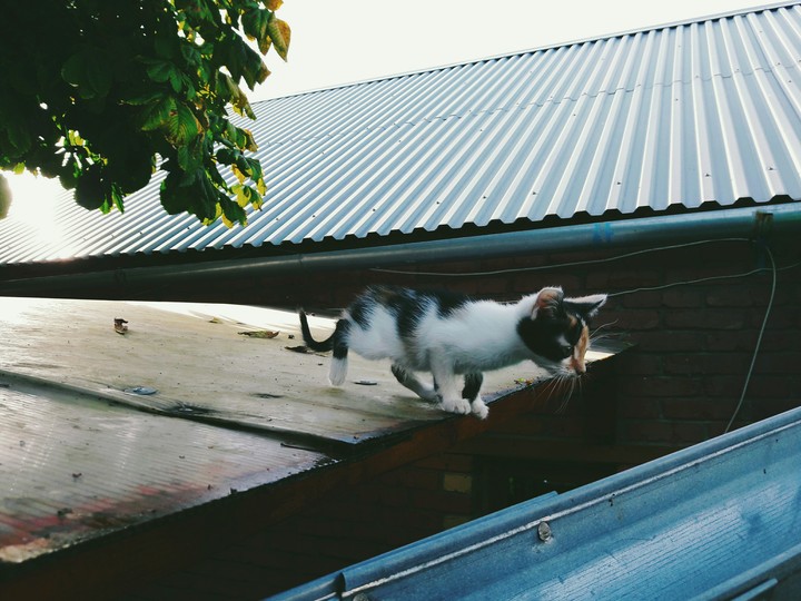 котик