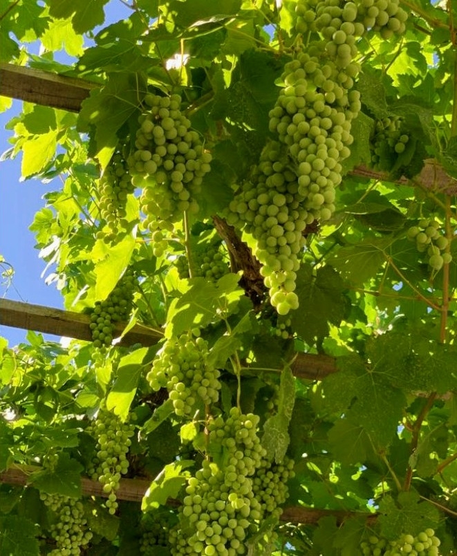 grapes