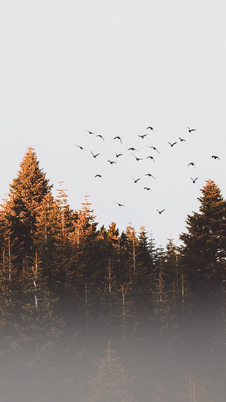 Birds above the Trees