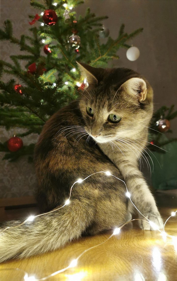 Cat and lights