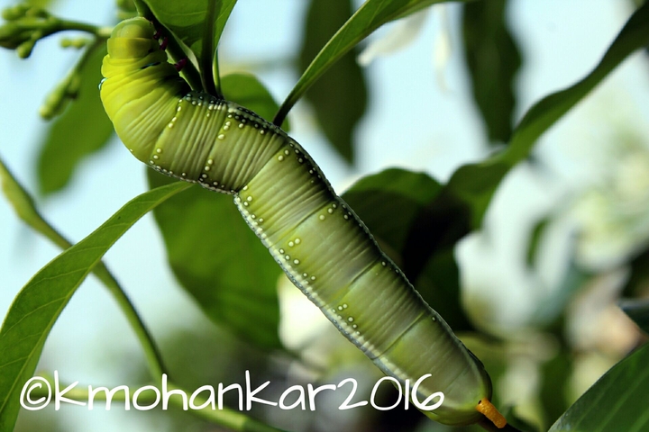 Caterpillar