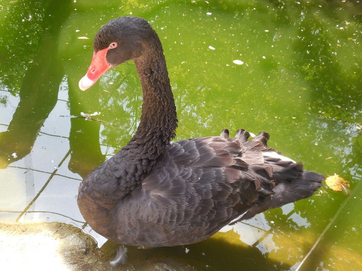 Black Swan