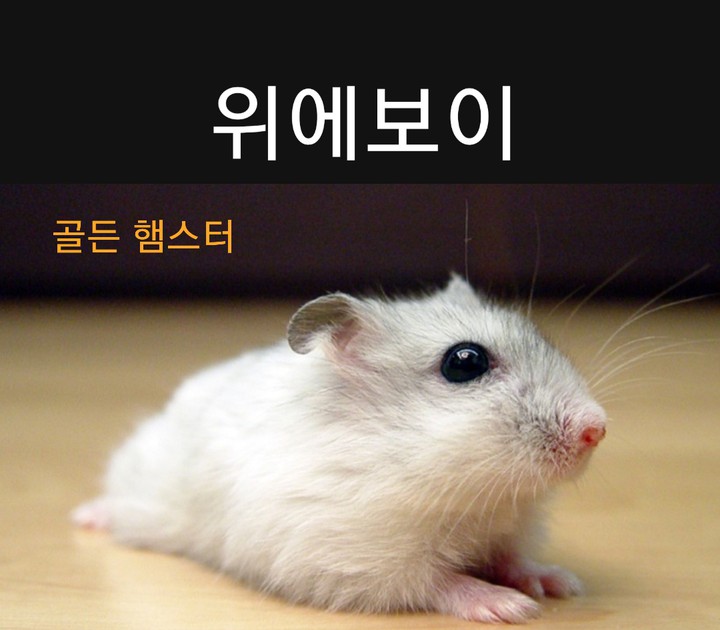 귀여워......