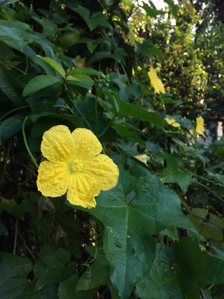 #flowers