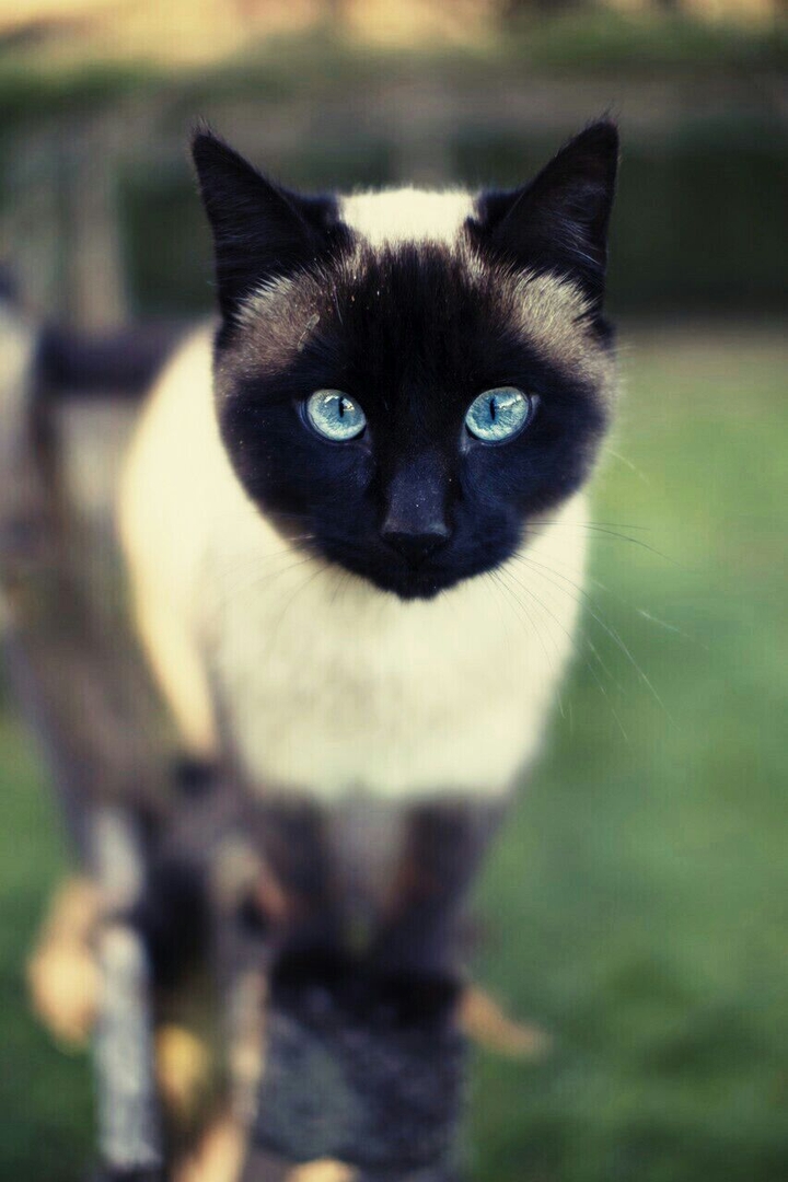 мой домашний котик