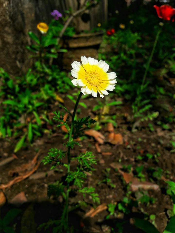 Ornamental Flower