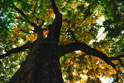 тапети deciduous, tree