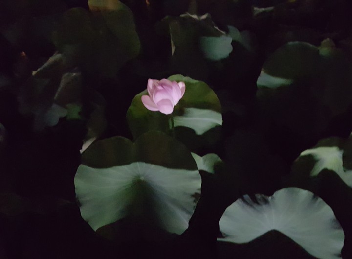 Lotus