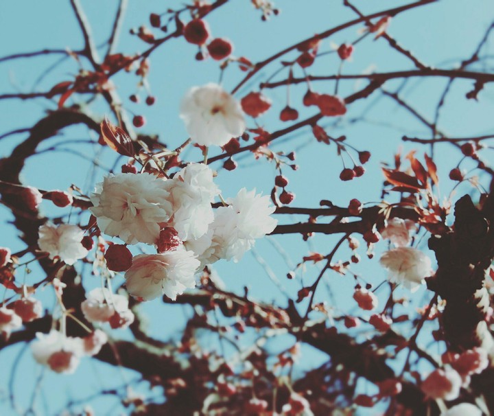 spring